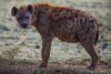 spotted hyana - (crocuta crocuta) tüpfelhyäne