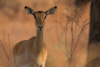 impala in the morning light  - (aepyceros melampus) schwarzfersenantilope