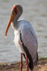 yellow-billed storch  - (mycteria ibis) nimmersatt