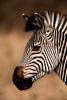 zebra - south luangwa national park