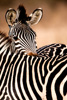 zebras - south luangwa national park