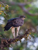 juvenile martial eagle  - (polemaetus bellicosus) kampfadler