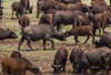 buffalo herd  - south luangwa national park
