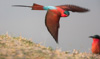 southern carmine bee-eater on riverbank  - (merops nubicus) südlicher karminspint