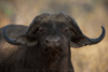 african buffalo - (syncerus caffer)