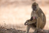 baboon mum with baby  - (yellow baboon, papio cynocephalus, paviane)