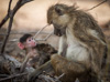 baboon mum with baby  - (yellow baboon, papio cynocephalus, paviane)