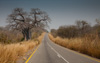 zambian mainroad with baobab tree - (adansonia digitata) afrikanischer affenbrotbaum